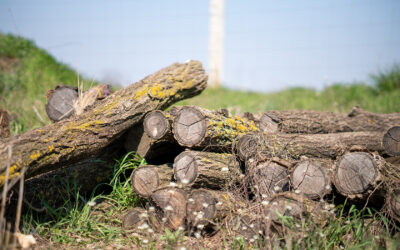 How to re-use horticultural waste